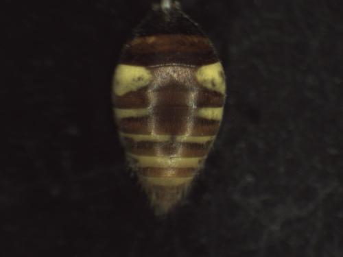 Nomada sp.